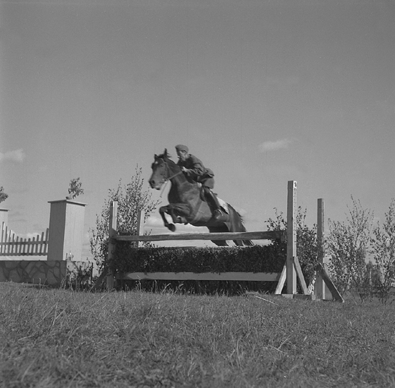 Ridningen 11 juni 1950. 
En ryttare i uniform hoppar över oxer.