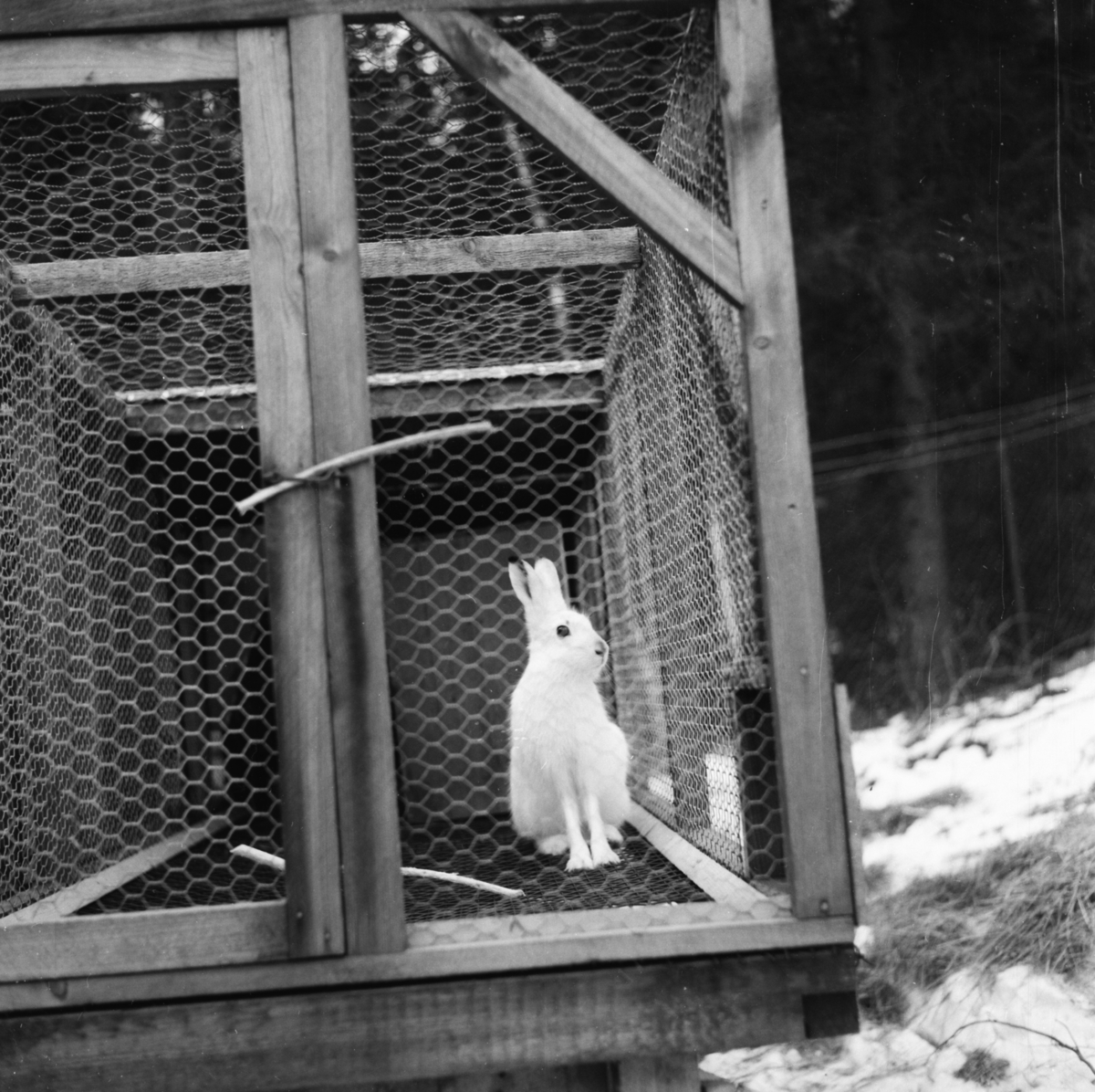 Vardens arkiv. "Harefarm på Rjukan" 06.01.1954