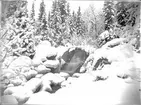 Vinterbild från början av 1900-talet.. En liten vattenfall i skogen.