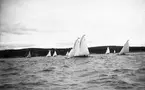 Gävle Segelsällskap. År 1925. Norrlandsregattan i Sundsvallsfjärden, bl.a. runt Alnön.