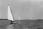 Gävle Segelsällskap. År 1925. Norrlandsregattan i Sundsvallsfjärden, bl.a. runt Alnön.