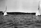 Gävle Segelsällskap. År 1925. Norrlandsregattan i Sundsvallsfjärden, bl.a. runt Alnön. I bakgrunden Sundsvall segelssällskaps klubbhus Vindhem på Alnö.