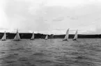 Gävle Segelsällskap. År 1925. Norrlandsregattan i Sundsvallsfjärden, bl.a. runt Alnön. I bakgrunden Sundsvall Segelsällskaps klubbhus Vindhem på Alnö.