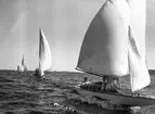 Gävle Segelsällskap. År 1925. Norrlandsregattan i Sundsvallsfjärden, bl.a. runt Alnön.
