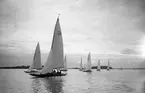 Gävle Segelsällskap. Norrlandsregattan.  År 1928.  Gefle Segelsällskap stod som arrangör för Norrlandsregattan.