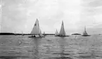 Gävle Segelsällskap. Norrlandsregattan.  År 1928.  Gefle Segelsällskap stod som arrangör för Norrlandsregattan.
