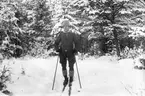 Skidåkare, mannen okänd. Foto i sept 1917.