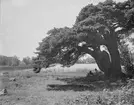 Vid Neråns vatten

1643 köptes bruket av De Geer och blev näst största järnbruk i Sverige.

Österbybruk AB bildades 1876.