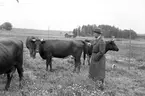 Lantbruksdag i Österfärnebo. Sundins gård i Backa. Kons. Larsson hushållningssällskapet. 30 juni 1950. Österfärneboreportage i Gefle Dagblad.