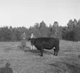 Hushållningssälskapet reportage från Ulfsparres gård i
Kungsgården med bl.a nye landshövdingen som gäst.  21 september 1950.