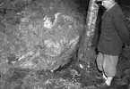 Mordaffär i Hyttön, Älvkarleby. Kvinna från Finland, bragts om livet i skogen. 8 maj 1951.