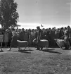 Hållnäs Lantbruksutställning. Uppland den 6 augusti 1949