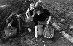 Potatisplockning i Mackmyra, Valbo m.fl. orter. Från folkskolorna. Den 28 september 1949 - augusti 1950