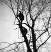 Trädbeskärning. Februari 1939. Reportage för Norrlandsposten