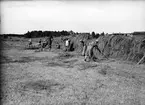 Höslåtter på gården Jon-Jons i Trödje den 13 juli 1939. Gården ägdes av systrarna Stina och Karin Jonsson. Reportage för Norrlandsposten.