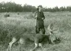 Gustaf V med nedlagd älg i Böda kronopark.