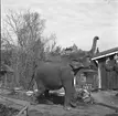 Furuviksparken invigdes 1936

1950 var ett år då Furuviksparken investerade kraftigt. Massor av djur däribland två elefanter.

En man som dresserar en elefant