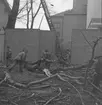 Gammal Poppel vid Elverket fälls

29 november 1943