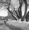 Vårbilder

1 maj 1938