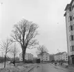 Almen vid korsningen Luthergatan och Bergsgatan