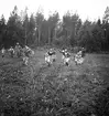 Furuviksparken invigdes 1936


Folkdanslaget Furuviks Ungdomslag och
Barnkabarén blev Furuviksbarnen