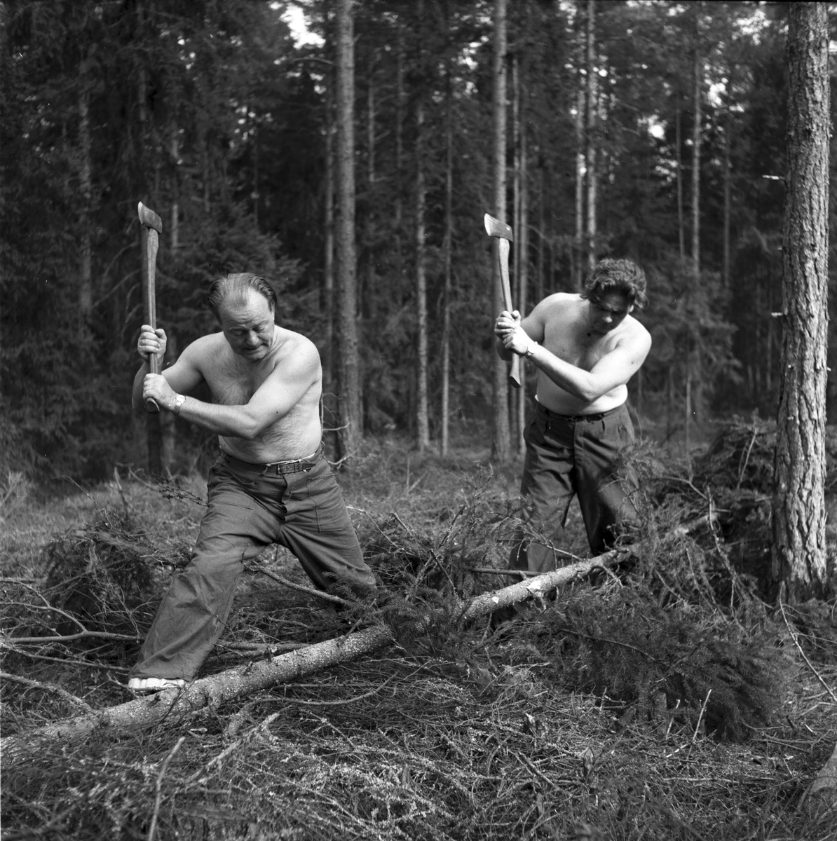 Opersångare Conny Söderström på skogshuggning med Egon Madsen. 8 augusti 1947.