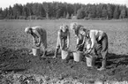 Potatisupptagning i Hille. 26 september 1946. Reportage för Arbetarbladet.