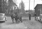 Travhästar
Reportage; Gefle Dagblad
Maj 1939