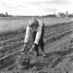 Potatisplockning. Hille Flickskolans elever. 25 september 1948.