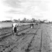 Potatisplockning. Hille Flickskolans elever. 25 september 1948.