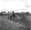 Potatisplockning vid Åbyggeby. 25 september 1948.