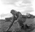 Potatisplockning. Hille Flickskolans elever. 25 september 1948.