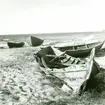 Ölandsekor uppdragna på stranden.