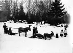 Furuvik Djurpark. Slädar dragna av åsna och get