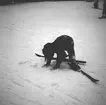 Vinter 1937. Skidkurs för barn. Reportage för Gefle Dagblad