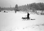 Hunddressyr på I 14. Februari 1949.