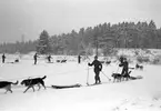 Hunddressyr på I 14. februari 1949.