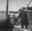 Fartyget Stellas haveri utanför Slangrevet. 2 mars 1949.