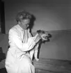 Hundinstitutet, reportage för Norrlands-Posten. 13 maj 1949.
