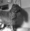 Hundinstitutet, reportage för Norrlands-Posten. 13 maj 1949.