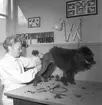 Hundinstitutet, reportage för Norrlands-Posten. 13 maj 1949.