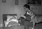 Kungsbäc,k regementet. Alltjänst rekryt, som barnvakt hos familjen L. Tapper. 13 januari 1950.