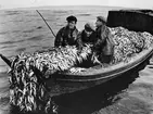 Gävlefiskare. Tre män i en fiskebåt med näten fulla av strömming. Mannen till vänster heter Rune Holmkvist (Tjalve), i mitten Patrik Holmkvist (Patte) och till höger Rune Holmgren.