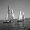 Furuvik. Segelregatta ute vid Furuskär