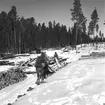 Skogarna. Korsnäs AB. Den 20 april 1955. Genom avveckling av avverkningsmogen skog och anläggning av nya högklassiga bestånd i dess ställe bedrives en intensiv och rationell skogsvård, som syftar till en hög och jämn råvaruförsörjning