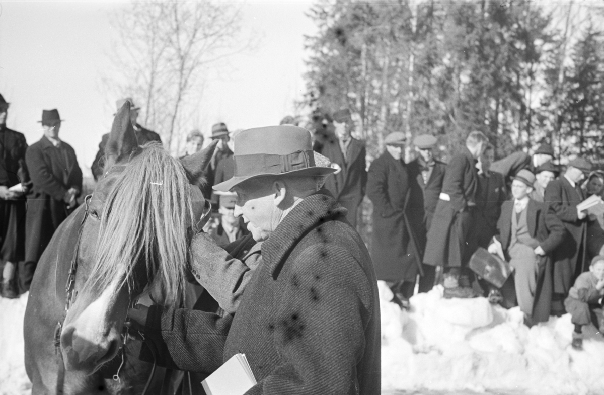 Husdyrutstilling, fesjå, hesteutstilling på Greveløkka i Hamar. Arrangementet ble fra gammelt av holdt på Utstillingsplassen, men under krigsårene la okkupantene beslag på stedet med brakkebebyggelsen sin. Utstillingen ble holdt på Greveløkka til 1948. 
Avbildet er hoveddommer, statskonsulent Aksel Bjørnstad med hesten Mjøsrei som tilhørte Simen Ilseng. 
Se NO-24635-01 til NO-24635-35. 