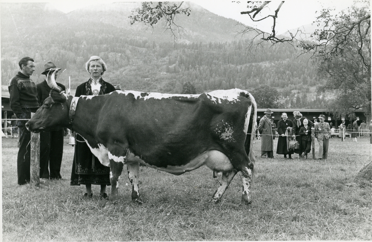 Åsne Slåtta med den beste kua på Dyrsku'n i 1956, Gjeverei. -Vest ...