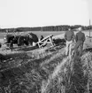 Skyllberg. Bildsidan.
1 oktober 1955.