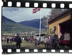 Hestane gjeng på rekke framfor scena.