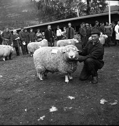 Mønstring av bøkår.